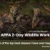 APPA Fine Art of Painting Wildlife and Nature